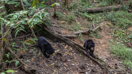 Biruangs are feeding. Two endemic animals with black fur and orange muzzles are eating fruits laid...