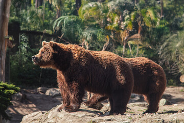 Obraz premium Brown bears at Berlin Zoo – majestic wildlife in a naturalistic habitat