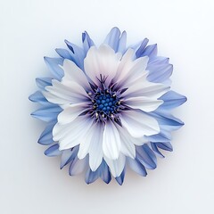 Obraz premium Single blossom, blue & white, center view, on a white background. For floral design or greeting cards