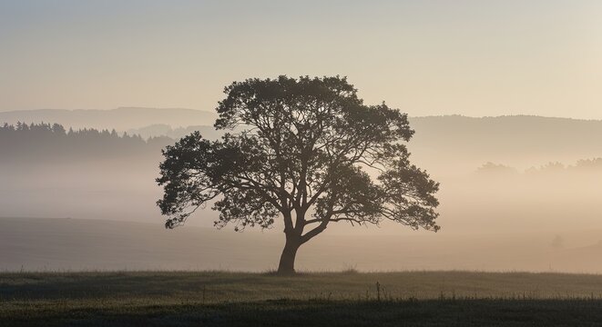A solitary tree in a field with a foggy background at sunrise time
