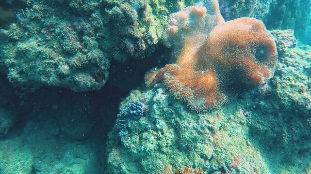 Clown fish Amphiprion ocellaris swim fish in polyps poisonous dangerous anemones on the shelf bottom soft corals symbiotic tropical waters on bottom of oceans