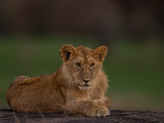 liob cub