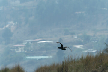 Great cormorant