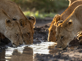 lions drinking water