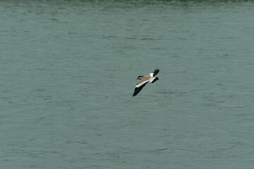 River lapwing