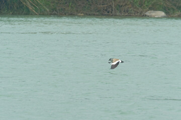 River lapwing