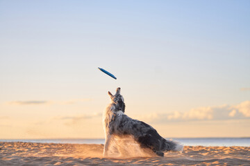 A Border Collie intently watches a frisbee in the air while standing on a sandy beach at sunset....