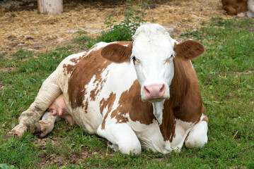 Brown and White Dairy Cow Resting on Green Grass in a Rural Farm Setting