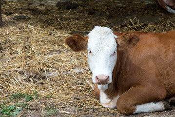 Brown and White Dairy Cow Resting on Green Grass in a Rural Farm Setting