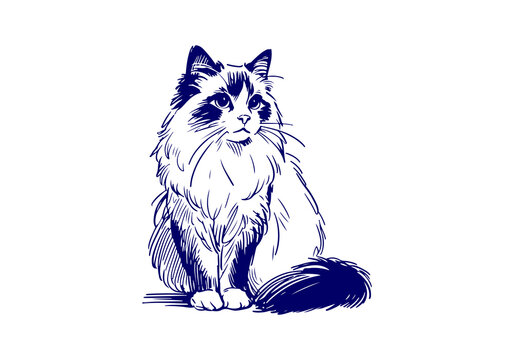 Ragdoll Cat Hand Drawn Illustration Sketch Vector Isolated for Graphic Resource