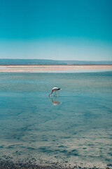 flamingo on the salt desert water mirror