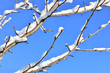 The severity of the tree branches overed with snow sunny winter day blue sky