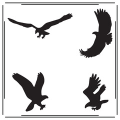 Osprey silhouette, Osprey illustration ,Osprey clipart, Osprey vector , Osprey icon , black Osprey, Osprey illustration on white background,
