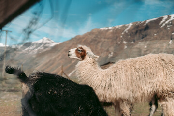 Fototapeta premium Llama in the mountains Cajón del Maipo