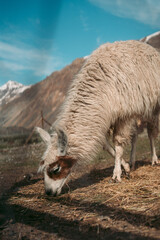Llama in the mountains Cajón del Maipo