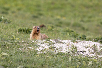 Bobak marmot stand on a grass on summer day close up