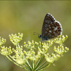 Obraz premium Bläuling mit KI erstellt+bearbeitet
