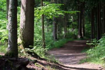 Fototapeta premium Sunlit path winding through vibrant forest, trees cast shadows