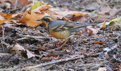 Varied trush bird standing on fallen leaves during a fall season at Buntzen Lake in Anmore, British Columbia, Canada
