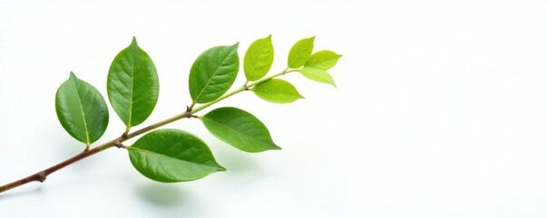 Fototapeta premium Single branch with intricate details on white background, greenery, botanical, leafy