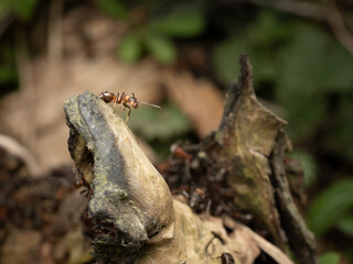 Red ant in natural habitat, close-up.