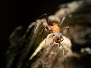 Red ant in natural habitat, close-up.