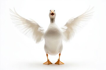Fototapeta premium Duck jumps up with wings spread in playful moment captured against a white background