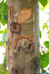 Cinnamon tree bark on a spice plantation in Goa, South India, agriculture and harvest, food ingredient growing on farm