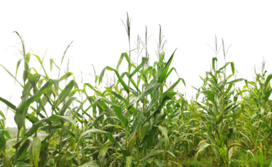 A field of corn is shown in full bloom