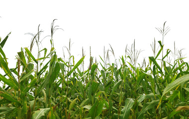 A field of corn is shown in full bloom