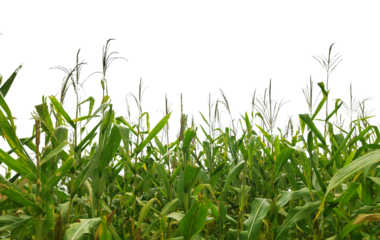 A field of corn is shown in full bloom