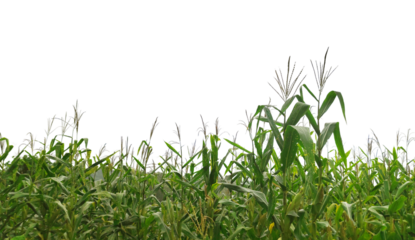 A field of corn is shown in a white background