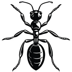 vector illustration of a black beetle