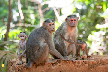 Barbary macaque ape, rhesus monkey family with baby, wildlife of Goa India, jungle and rainforest...