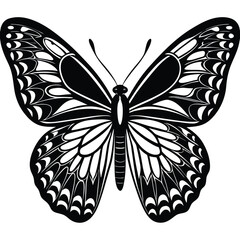 butterfly on white background