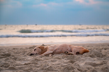 Homeless street dog sleeping on the beach of Goa, India, abandoned and unhappy, stray pet, indian pariah dogs