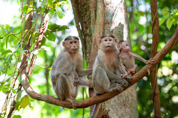 Barbary macaque ape, rhesus monkey family with baby, wildlife of Goa India, jungle and rainforest animal 