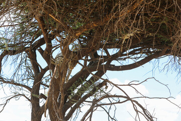 Leopard im Baum hängend