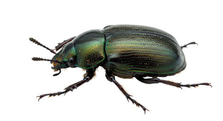 Isolated Green Beetle