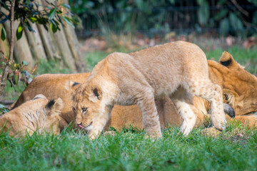 lion cubs