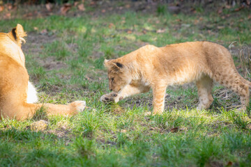 lion cub in the grass