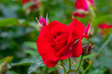 Fototapeta premium Elegant red Floribunda rose variety with delicate petals and buds on blurred green background