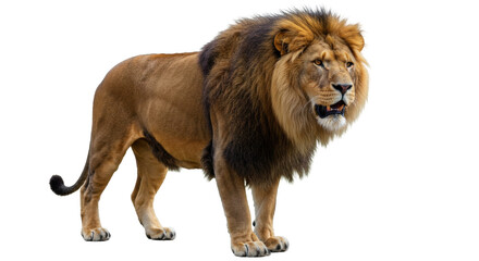 Isolated Majestic Lion