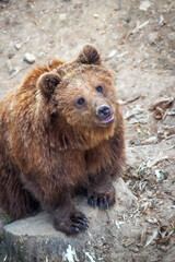 Obraz premium Fluffy brown bear sitting on a gray rock, looking up with its mouth open