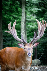 Majestic red deer stag with large velvet antlers against a blurred green forest background
