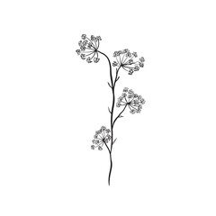 Cow parsley or Queen Anne's Lace illustration in black and white vector.