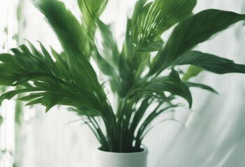 finesse plant tropical canvas overlay nature image vibrant green atmosphere serene text n create white inspired ideal jungle summer bush natural floral colours leaf flora forest design botany fresh