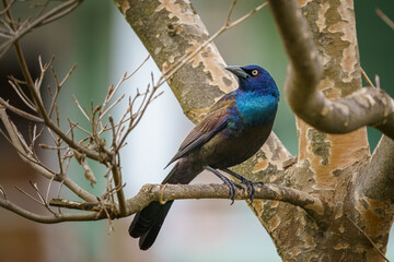 Grackle on a branch