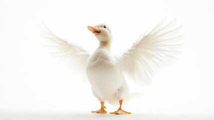 Obraz premium Duck jumps with wings wide open in a humorous freeze-frame on a bright white background showcasing its playful nature