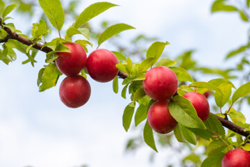 Ripe red cherry plum fruits on a branch with green leaves against a blurred garden background